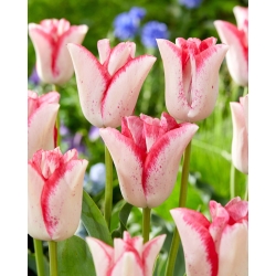 Tulipan Beauty Trend - duża paczka! - 50 szt.