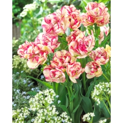 Tulipan Belicia - 5 cebulek