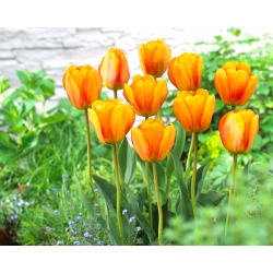 Tulipan Blushing Apeldoorn - 5 cebulek