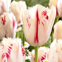 Tulipan Carrousel - 5 cebulek
