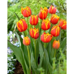 Tulipan Crossfire - 5 cebulek