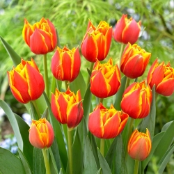 Tulipan Crossfire - 5 cebulek
