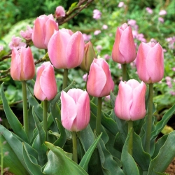 Tulipan Evening Breeze - 5 cebulek