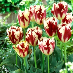 Tulipan Grand Perfection - duża paczka! - 50 szt.