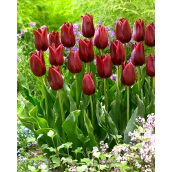 Tulipan National Velvet - 5 cebulek