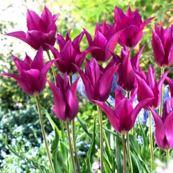 Tulipan Purple Dream - duża paczka! - 50 szt.