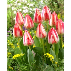 Tulipan Spryng Break - 5 cebulek