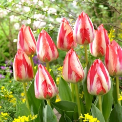 Tulipan Spryng Break - 5 cebulek