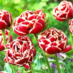 Tulipan Starline - 5 cebulek