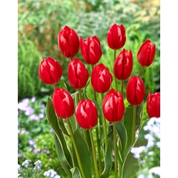 Tulipan Temptation - 5 cebulek