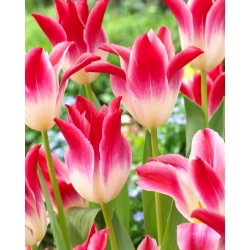 Tulipan Whispering Dream - 5 cebulek