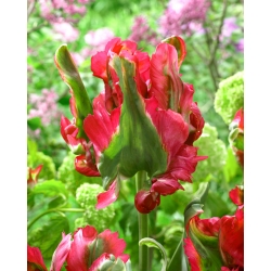 Tulipan Red Wave - 5 cebulek