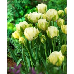 Tulipan Maureen Double - 5 cebulek