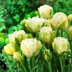 Tulipan Maureen Double - 5 cebulek