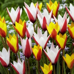 Tulipany Clusiana - zestaw 2 odmian kwiatów - 50 szt.