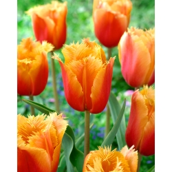 Tulipan Lambada - 5 cebulek