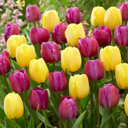 Zestaw tulipanów w kolorze fioletowym i żółtym - 50 szt.
