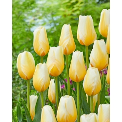 Tulipan Lemon Chiffon - 5 cebulek