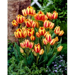 Tulipan Colour Spectacle - duża paczka! - 50 szt.