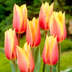 Tulipan Blushing Beauty - duża paczka! - 50 szt.