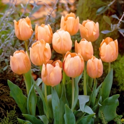 Tulipan Apricot Beauty - duża paczka! - 50 szt.