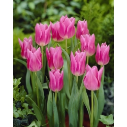 Tulipan China Pink - duża paczka! - 50 szt.