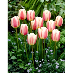 Tulipan Beau Monde - duża paczka! - 50 szt.