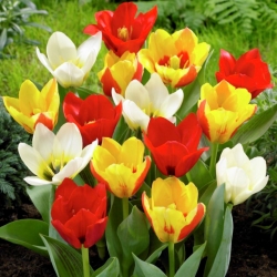 Tulipan botaniczny - niski - mix kolorów - duża paczka! - 50 szt.