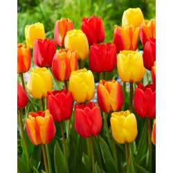 Tulipany Apeldoorn - Zestaw 3 odmian tulipanów w odcieniach żółtego i czerwonego - 45 szt.