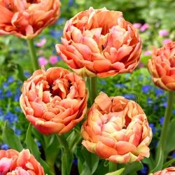 Tulipan Copper Image - duża paczka! - 50 szt.