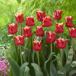 Tulipan Elegant Crown - duża paczka! - 50 szt.