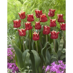 Tulipan Elegant Crown - duża paczka! - 50 szt.