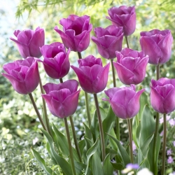 Tulipan Magic Lavender - duża paczka! - 50 szt.