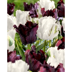 Tulipan Papuzi Black&White - zestaw 2 odmian - 50 szt.