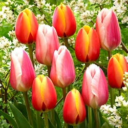 Zestaw 2 odmian tulipanów w kolorze biało-różowym i czerwono-żółtym - 50 szt.