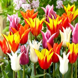 Tulipany liliokształtne - mix kolorów - 60 szt.