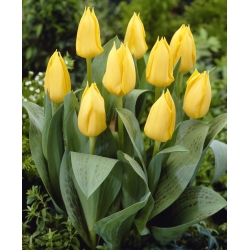 Tulipan niski żółty - Greigii yellow - duża paczka! - 50 szt.