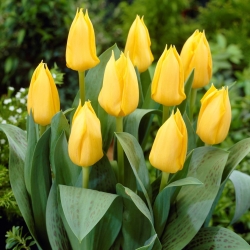 Tulipan niski żółty - Greigii yellow - duża paczka! - 50 szt.