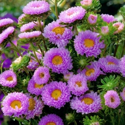 Aster półpełny Iskra - liliowy