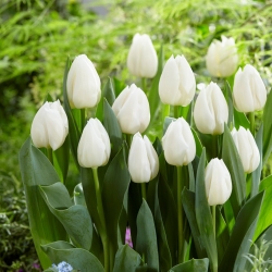 Tulipan White Prince - GIGA paczka! - 250 szt.