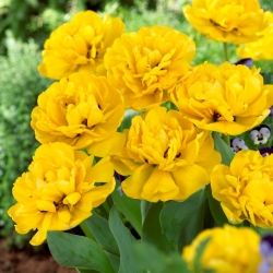 Tulipan Yellow Pomponette - pełny - duża paczka! - 50 szt.