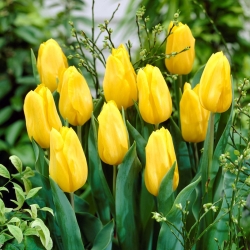 Tulipan żółty - Yellow - GIGA paczka! - 250 szt.