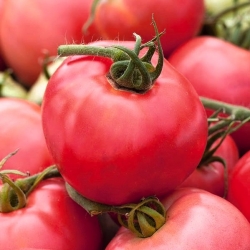 Pomidor Malinowy Rodeo - NANO-GRO - 30% większe zbiory
