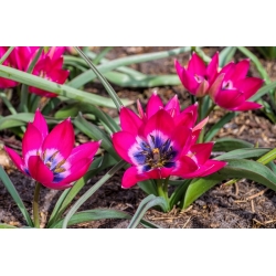 Tulipan Little Beauty - GIGA paczka! - 250 szt.
