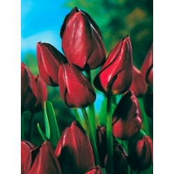 Tulipan Wallflower - duża paczka! - 50 szt.