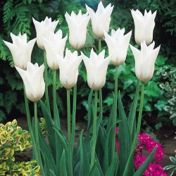 Tulipan White Wings - duża paczka! - 50 szt.