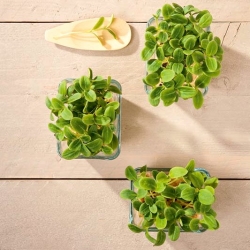 Microgreens - Słonecznik - młode listki o unikalnym smaku - 250 gram