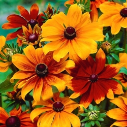Rudbekia dwubarwna Meine Freude
