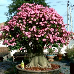 Adenium opasłe - Róża pustyni - Mini Baobab