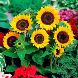Słonecznik ozdobny Big Smile - duży, żółty kwiat